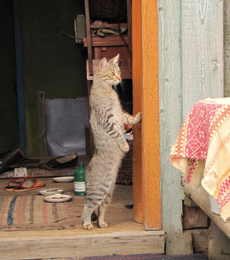 Деревенский котенок