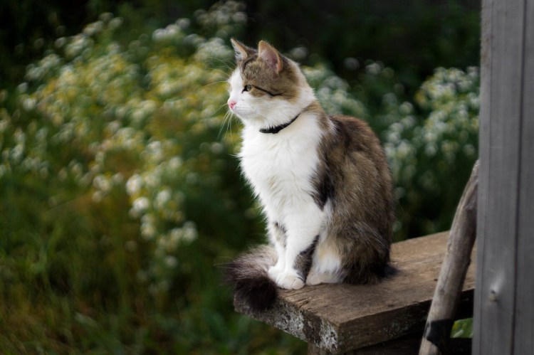 Красивый деревенский кот