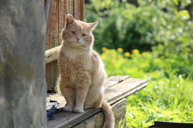 Кот в деревне