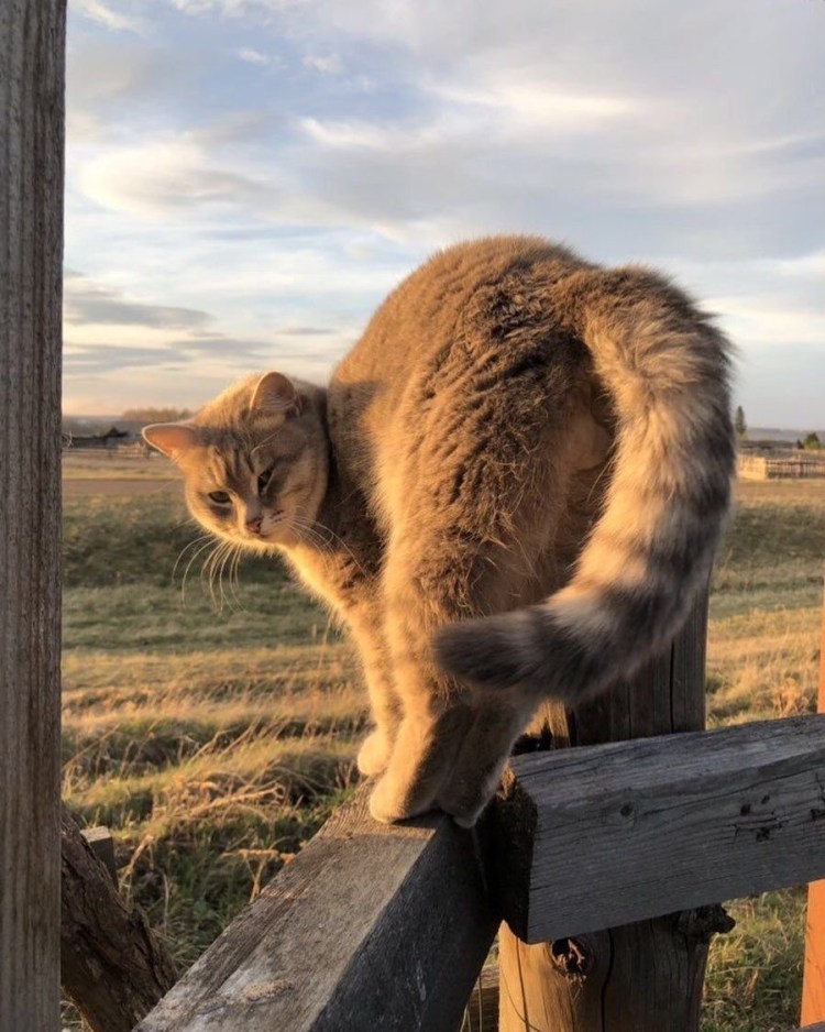 Кошка в деревне