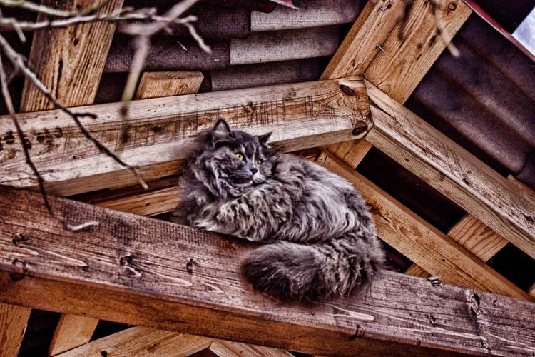 Кот живет в деревне