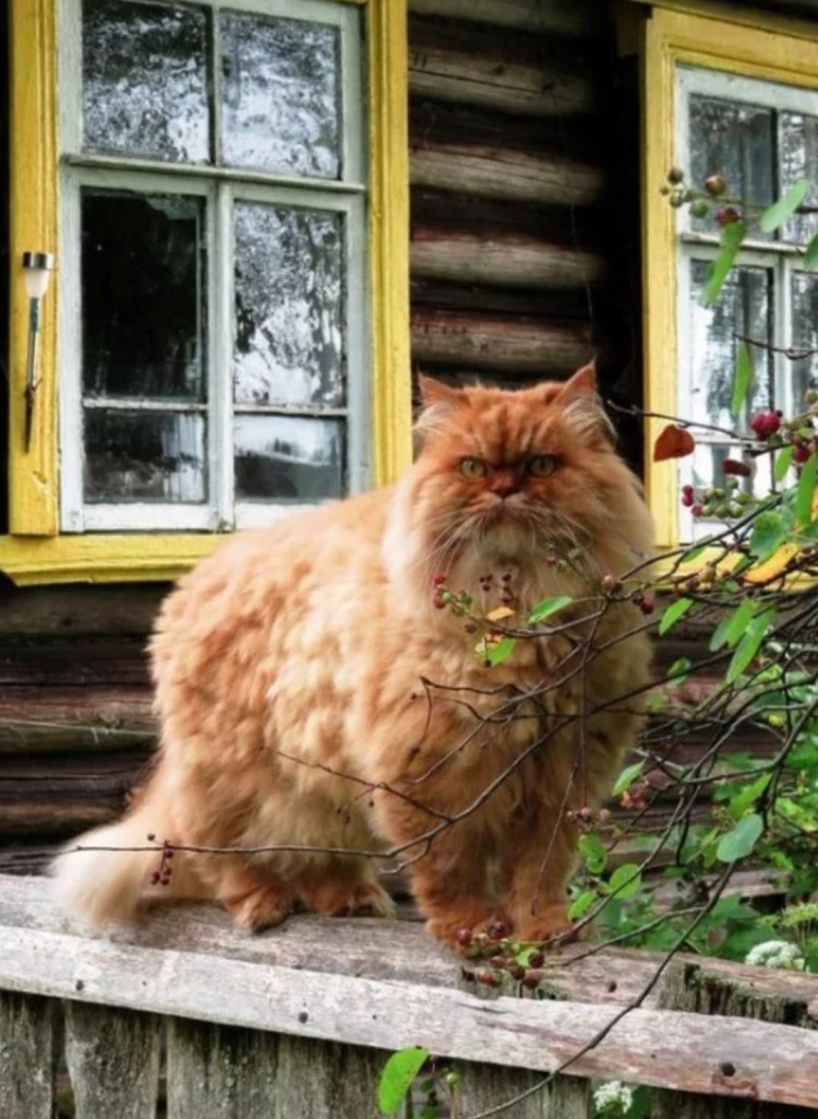 Рыжий деревенский кот