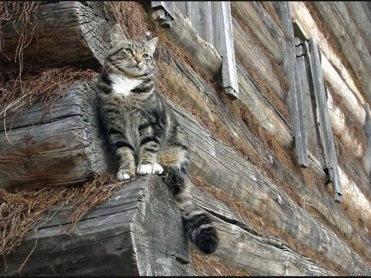 Деревенские коты