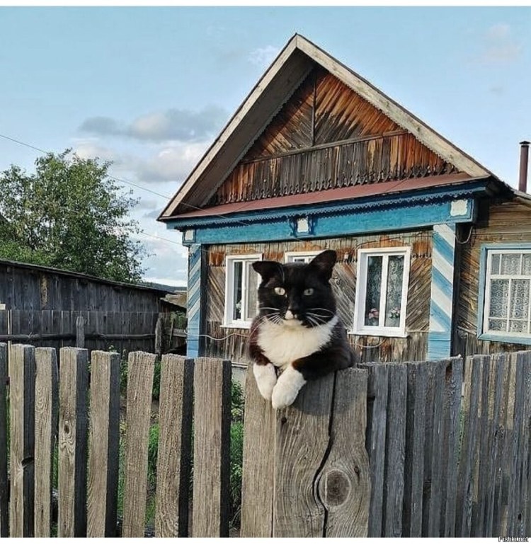 Коты в деревне летом