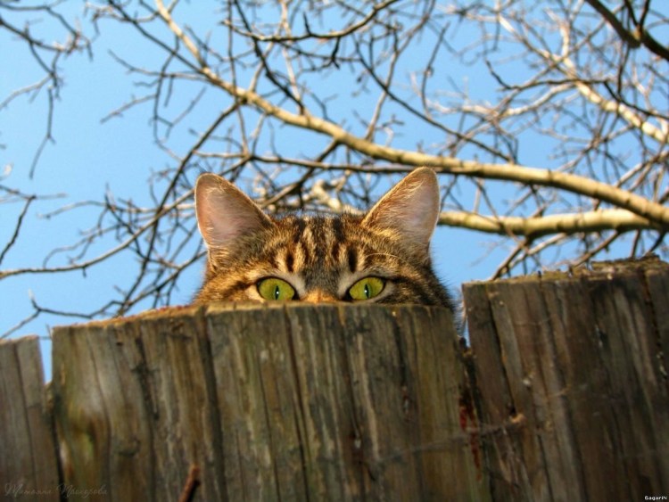 Кот на заборе