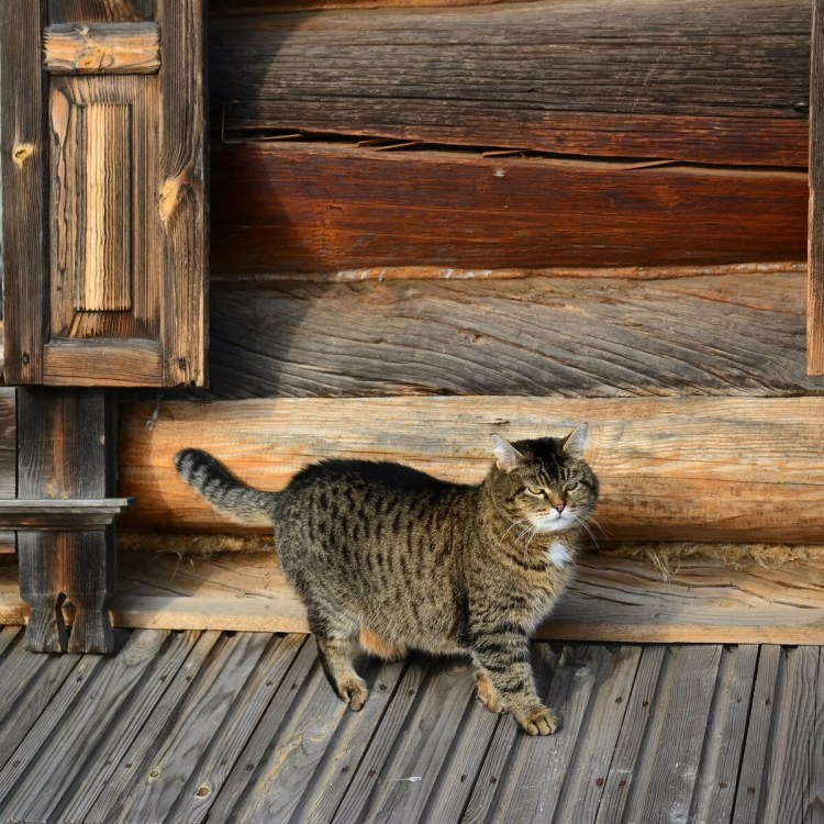 Кошка в избе