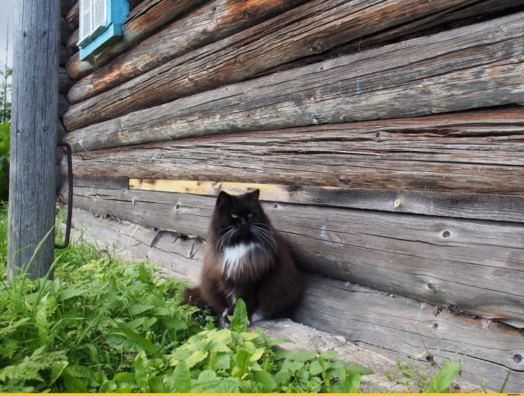 Черный кот на даче