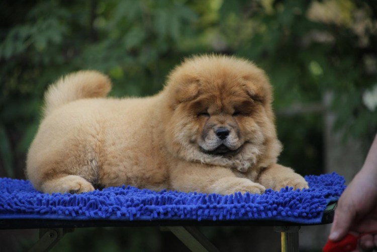 Чау чау в лаванде