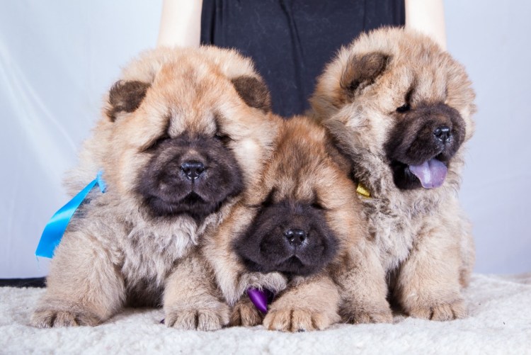 Чао Чао щенки