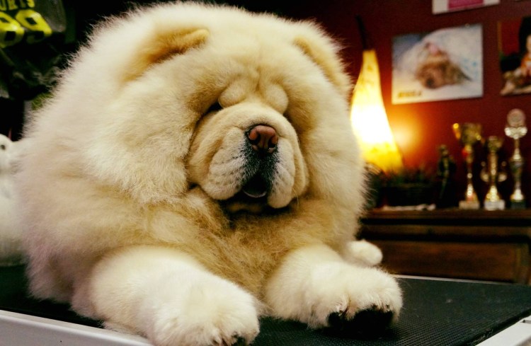 Чау-чау собака щенок