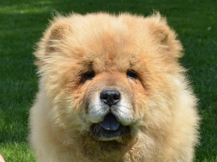 Щеночек чау чау