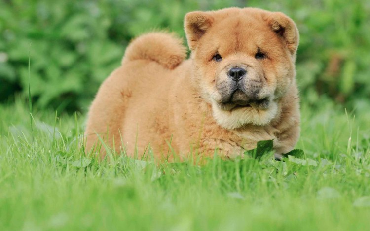 Чау чау и кошка