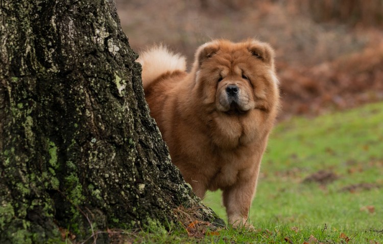 Чау-чау собака фото