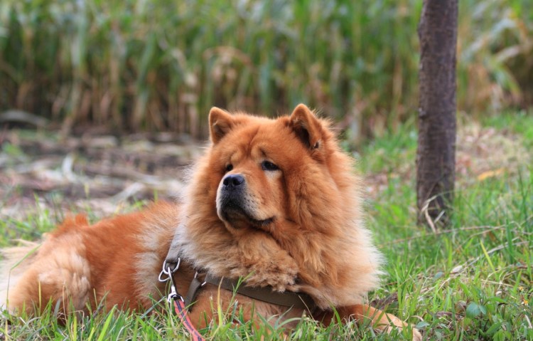 Чау чау в профиль