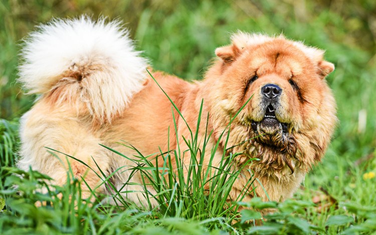 Морда собаки чау чау