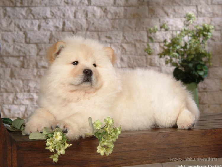 Чау чау черный