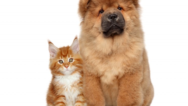 Чау чау Эстетика