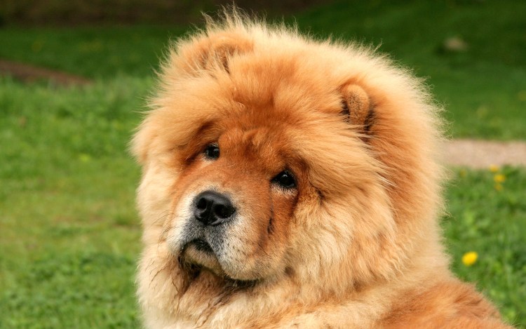 Чау чау в стойке