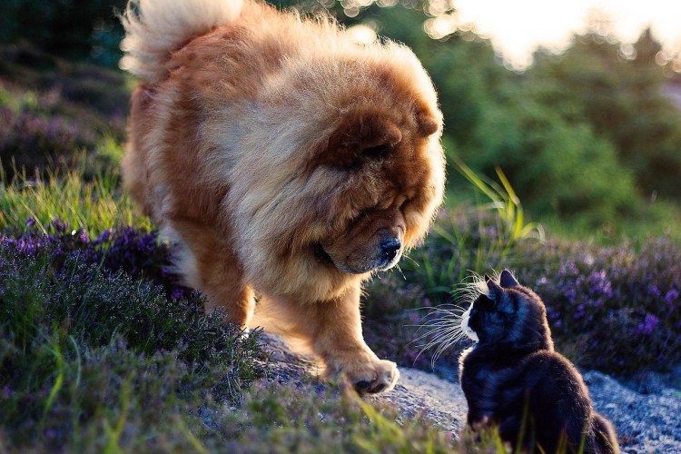 Чау чау бородатый колли