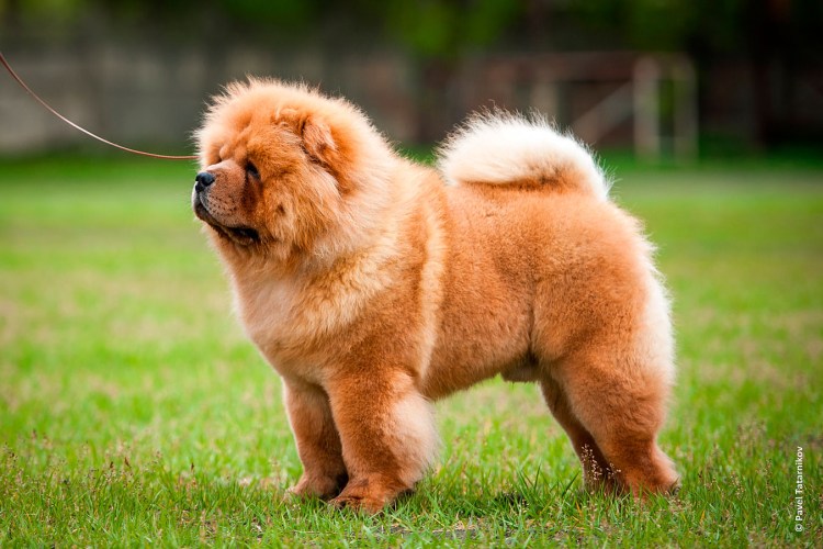 89963499718 Сергей чау чау