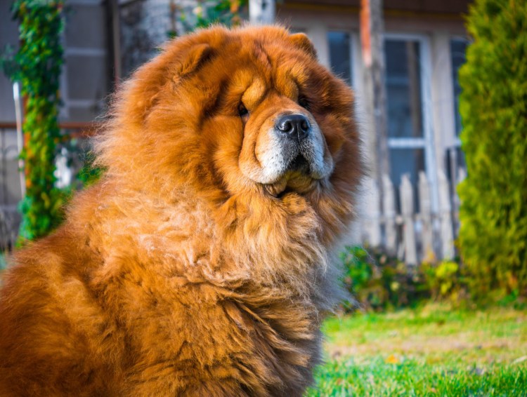 Chow-Chow и Akita