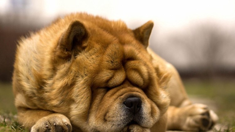 Чау чау Чиф