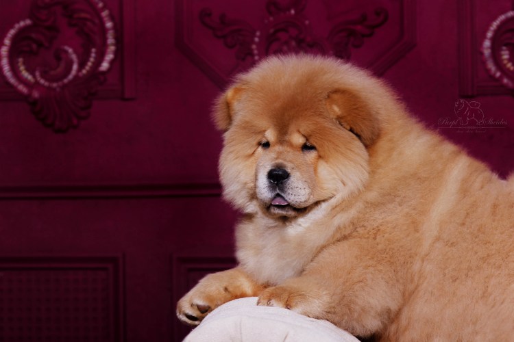 Щеночек чау чау