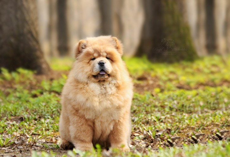 Чау чау альбинос