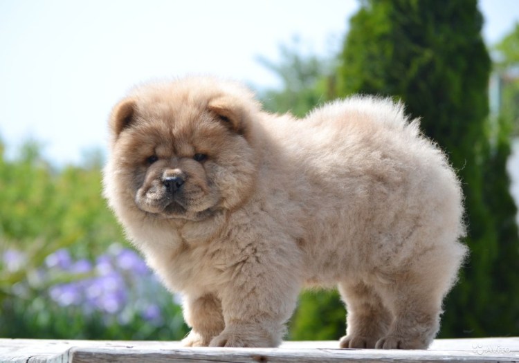 Чао-Чао собака