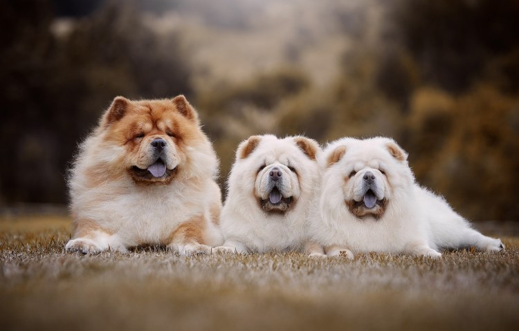 Порода чау чау