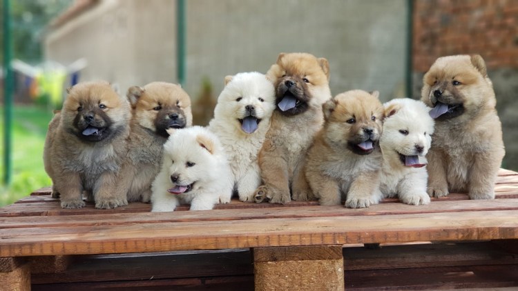 Рыжая собака в снегу