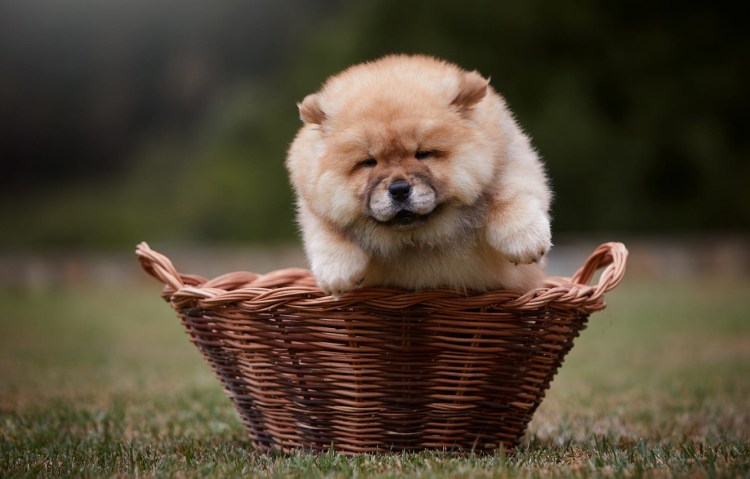 Китайский чау чау