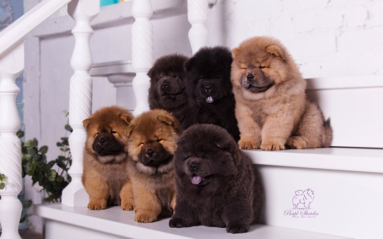 Чау чау чемпион