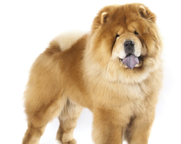 Щеночек чау чау