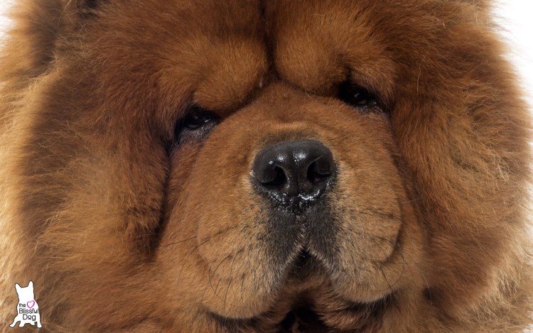 Собачка на белом фоне