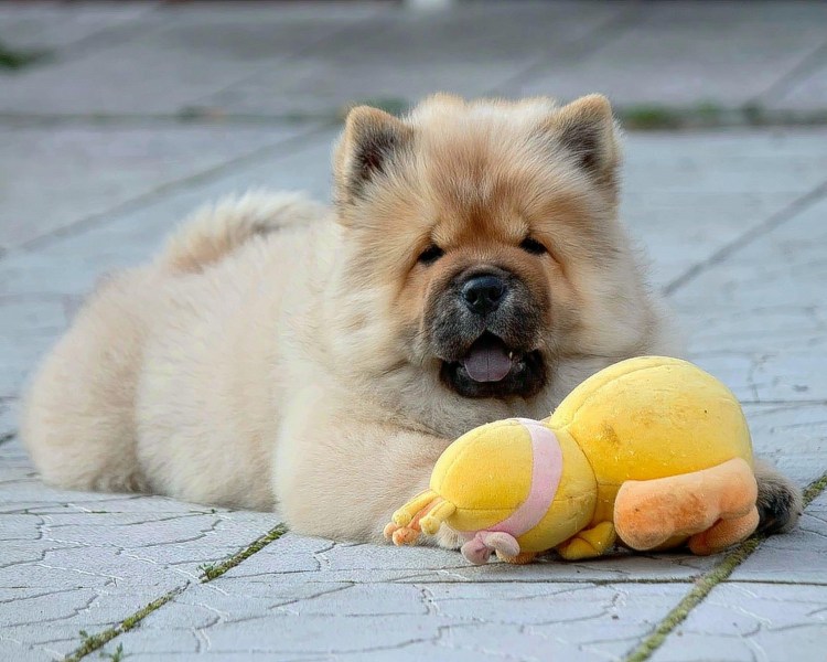 Собака с синим языком порода фото цена