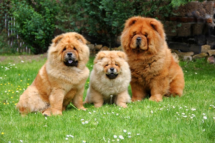 Щенки чау-чау