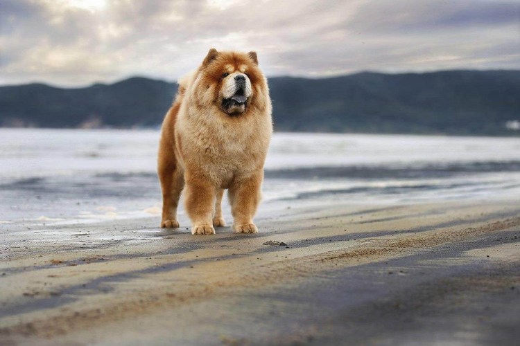 Собачки чау чау