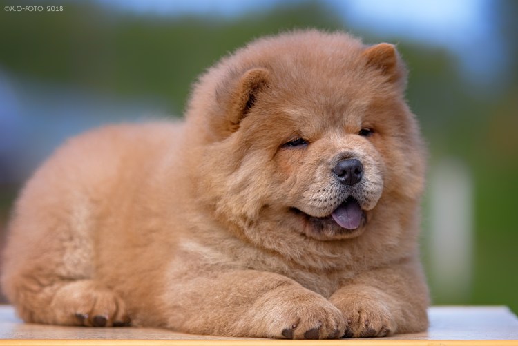 Чау чау и кошка