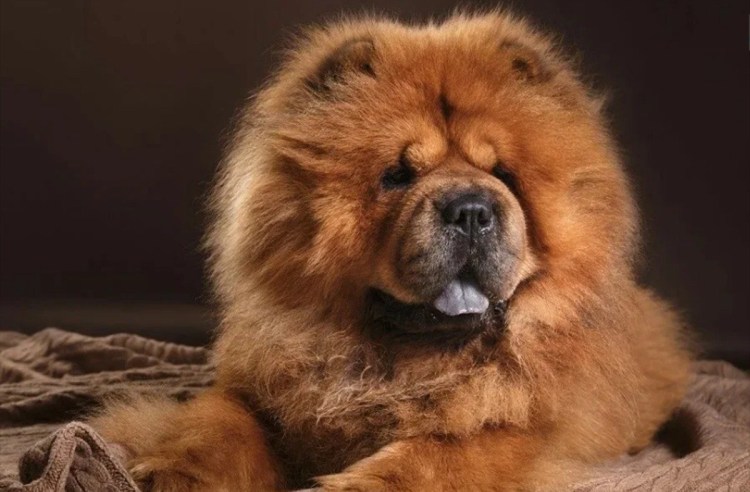 Чау чау обои