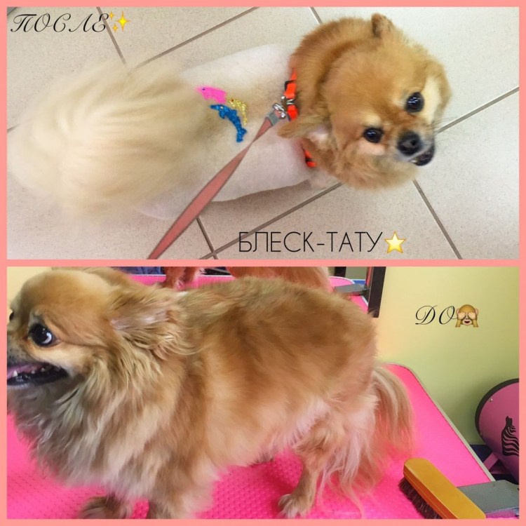 Груминг длинношерстный чих