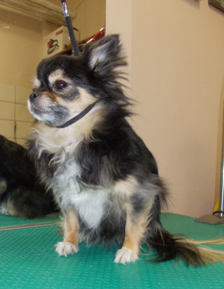 Грумминг чихуахуа длинношерстного