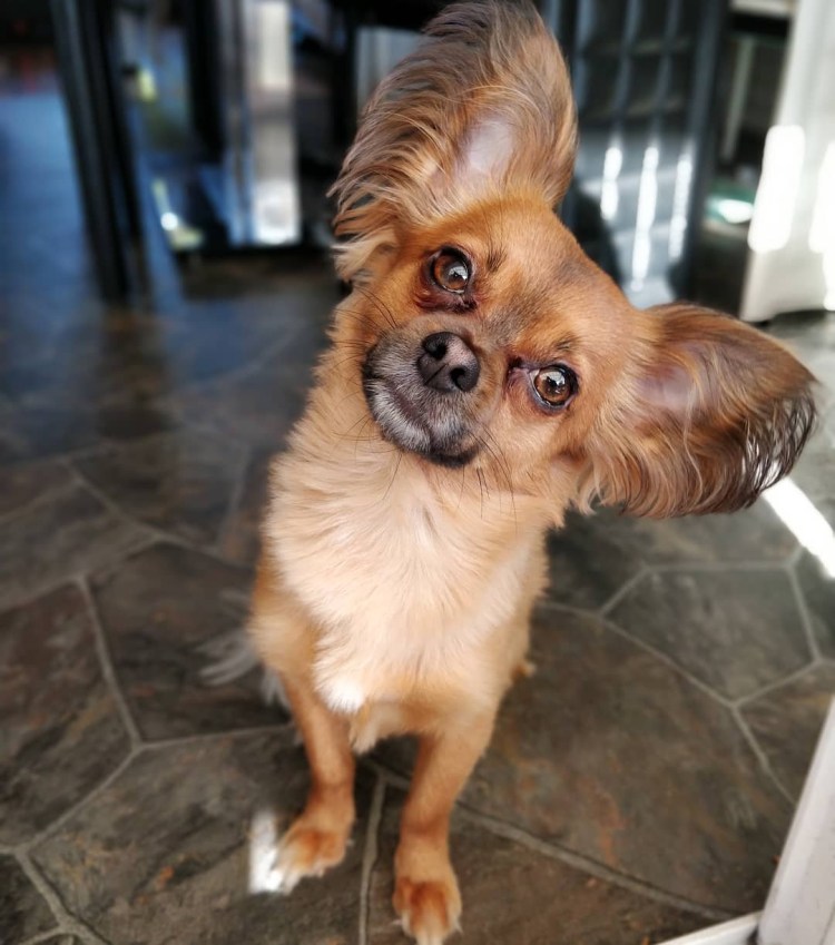 Груминг чихуахуа длинношерстных