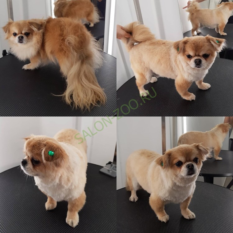 Стрижка чихуахуа длинношерстного
