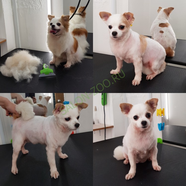 Груминг чихуахуа длинношерстных