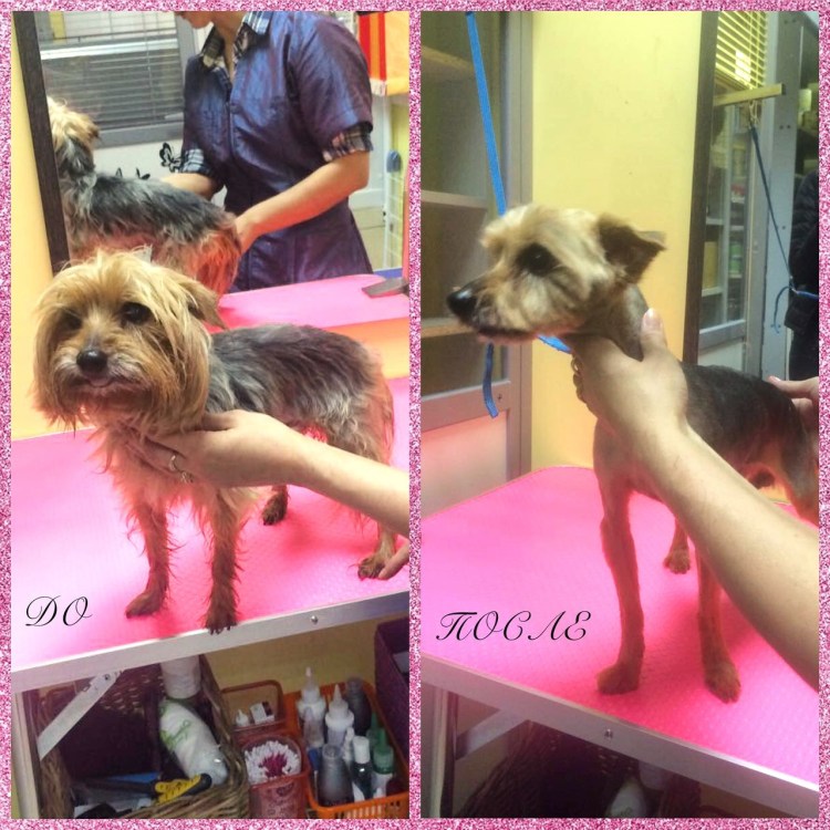 Груминг чихуахуа длинношерстных