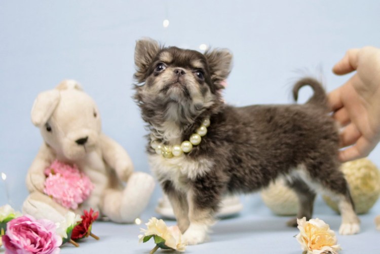 Гигиеническая стрижка чихуахуа