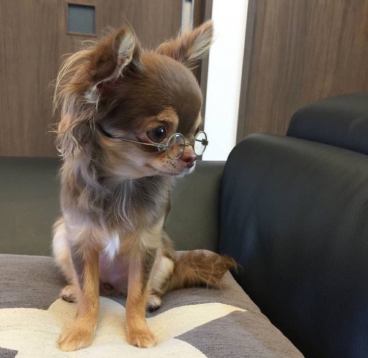 Груминг чихуахуа длинношерстных