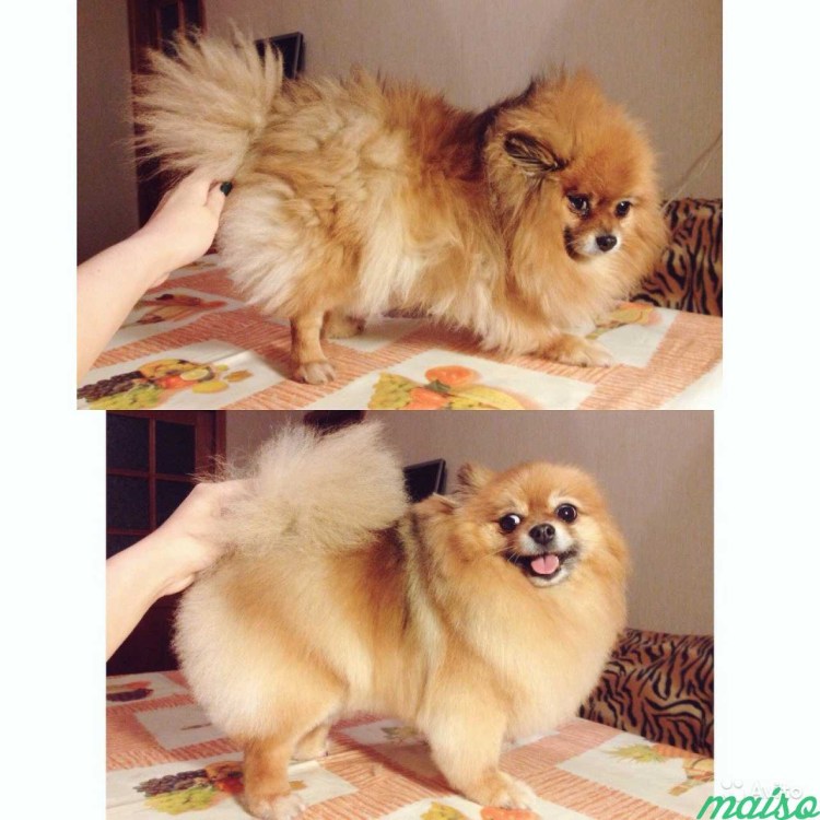 Чихуахуа длинношерстный смешные прически