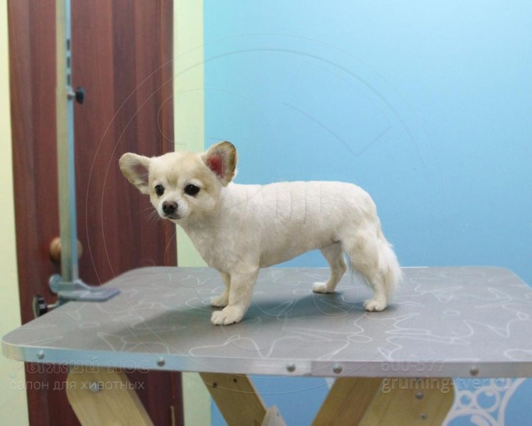 Стрижка для лохматого чихуахуа